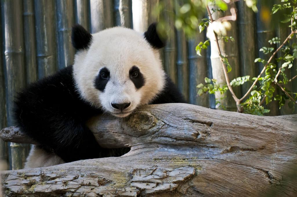 Rayfont Hotel Chengdu Longquanyi Dış mekan fotoğraf
