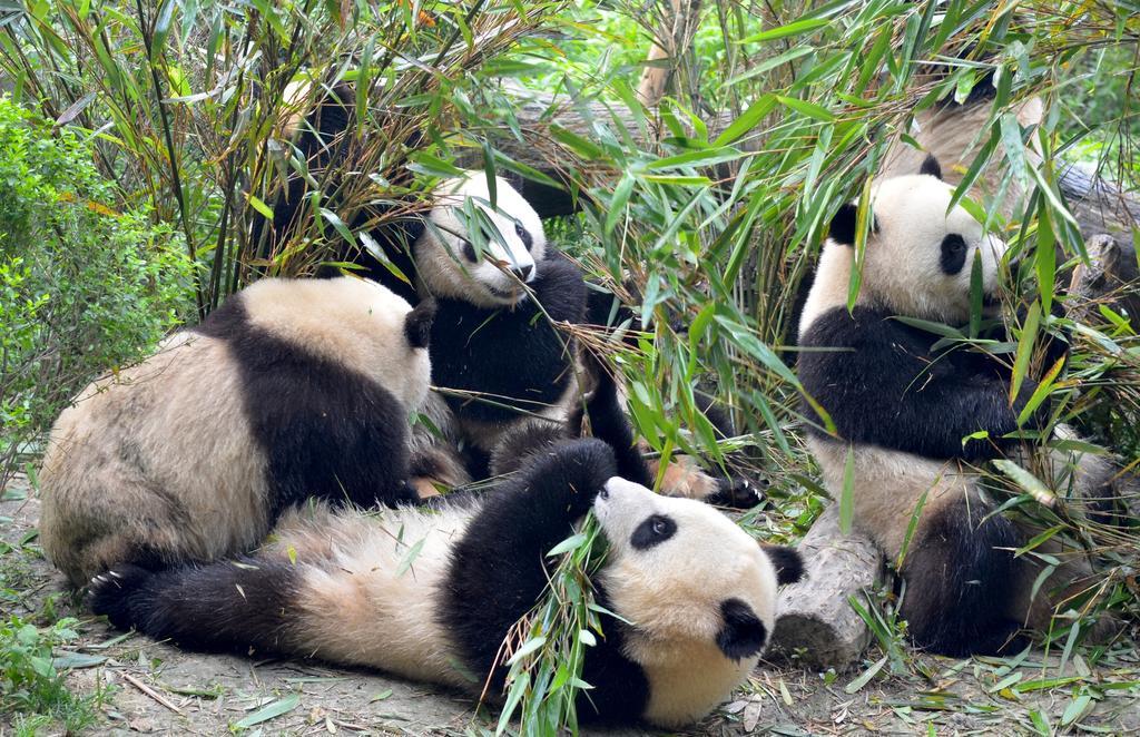 Rayfont Hotel Chengdu Longquanyi Dış mekan fotoğraf